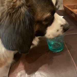 Meet your Posher, Belinda